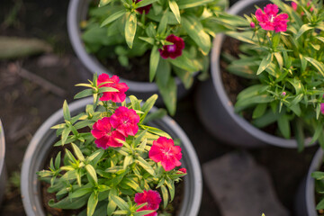 withered during flowering, the leaves of Dianthus chinensis remain on the stem.Dianthus chinensis Growing in the form of a bush, the flowers of Dianthus chinensis are often together in pairs, and orna