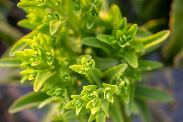 Kalanchoe pinnata Usually grown in bushes or cute mini pots for tabletop.Kalanchoe pinnata is a succulent and branched herbaceous plant that grows in bushes. The mature Kalanchoe pinnata can be up to 