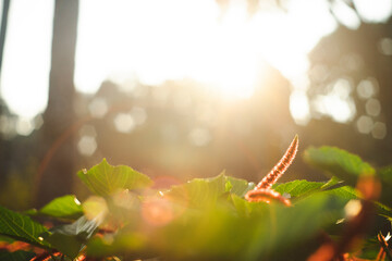  The female Acalypha hispida bears pistillate flowers which are 0.7 millimeters long and range in...