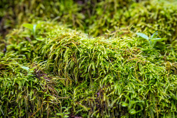 Wild moss in the forest. Henry Cowell Redwoods State Park.