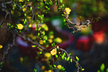  Tet in photo mean Happy New Year and Peace. Selective focus.Ochna integerrima or ochna integerrima...