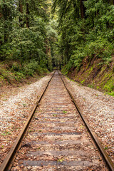 Obraz premium Railroad at Henry Cowell Redwoods State Park. 