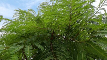 Tree filled with lots of green leaves. Jacaranda mimosifolia