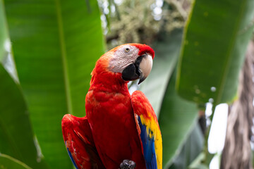 к	
Beautiful red macaw parrot sits on a tree branch, ara, wild bird, rainbow parrot	
