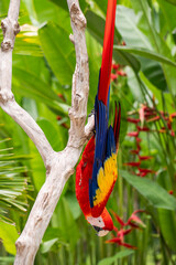 к	
Beautiful red macaw parrot sits on a tree branch, ara, wild bird, rainbow parrot	
