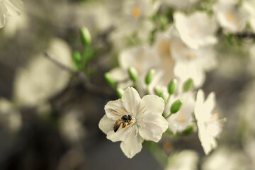 Traditional culture on Tet Holiday in Vietnam. Tet in photo mean Happy New Year and Peace. Selective focus.Ochna integerrima or ochna integerrima get bloom in the morning