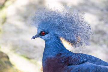 The Victoria crowned pigeon (Goura victoria) is a large, bluish-grey pigeon with elegant blue lace-like crests, maroon breast and red irises