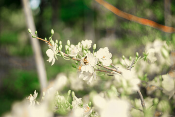 Traditional culture on Tet Holiday in Vietnam. Tet in photo mean Happy New Year and Peace. Selective focus.Ochna integerrima or ochna integerrima get bloom in the morning