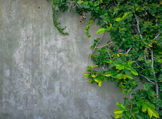 the background of the wall decorated with vines
