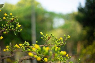Tet in photo mean Happy New Year and Peace. Selective focus.Ochna integerrima or ochna integerrima get bloom in the morning,Single Ochna integerrima blossom,Close-up of Ochna integerrima flowering pla