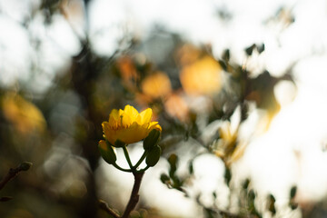 Tet in photo mean Happy New Year and Peace. Selective focus.Ochna integerrima or ochna integerrima get bloom in the morning,Single Ochna integerrima blossom,Close-up of Ochna integerrima flowering pla