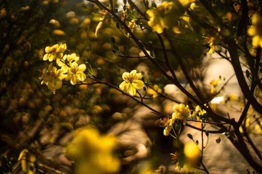 Ochna integerrima (Hoa Mai) tree with lucky money.bright yellow ochna integerrima flower,yellow hoa mai or ochna integerrima get bloom in the morning
