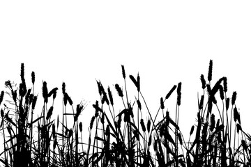 Grass silhouette. Grass silhouette isolated on white. Millet plants, field art.