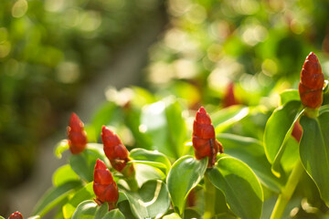 Costus woodsonii, the red button ginger or scarlet spiral flag, is a species of flowering plant in the family Costaceae, native to Nicaragua,