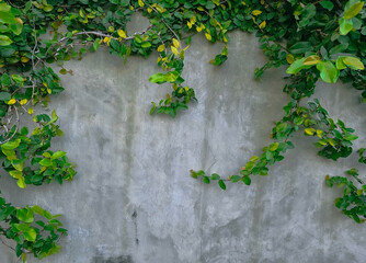 the background of the wall decorated with vines the background of the wall decorated with vines