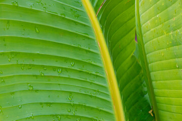 plant background green palm leaf