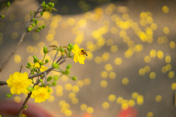 Ochna integerrima, popularly called yellow mai flower. In Cambodia. bright yellow ochna integerrima...