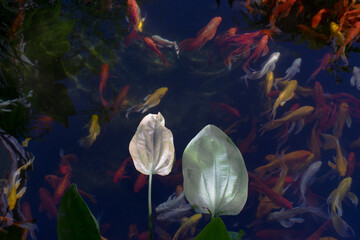 :Small fish in the lake come in a variety of colors,High angle view of fish swimming in lake,Full...