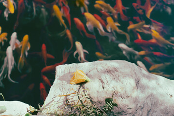 :Small fish in the lake come in a variety of colors,High angle view of fish swimming in lake,Full...