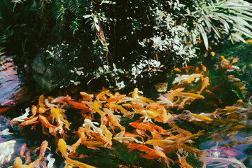 :Small fish in the lake come in a variety of colors,High angle view of fish swimming in lake,Full frame shot of koi carps swimming in pond