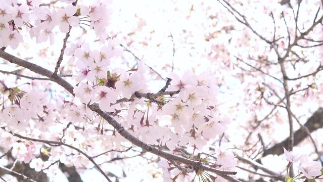 風に揺れる満開の桜の花びらと木漏れ日のクローズアップ 4K