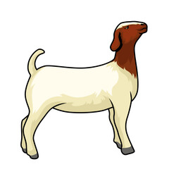 Goat Boer Stand Tall for Livestock show judge