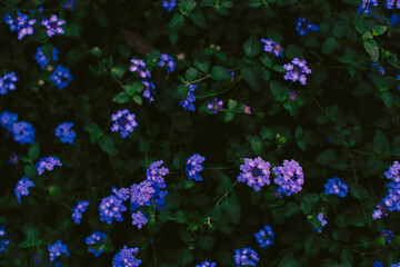  Lantana montevidensis is a low shrub that climbs if Lantana montevidensis has a support and covers the ground if it grows on soil. Lantana montevidensis consists of small, 
