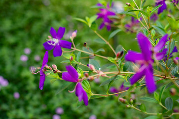 Melastomataceae are herbaceous plants, shrubs or small Melastomataceae that are annual or perennial.
 leaves of Melastomataceae are relatively distinctive, growing opposite, diagonally