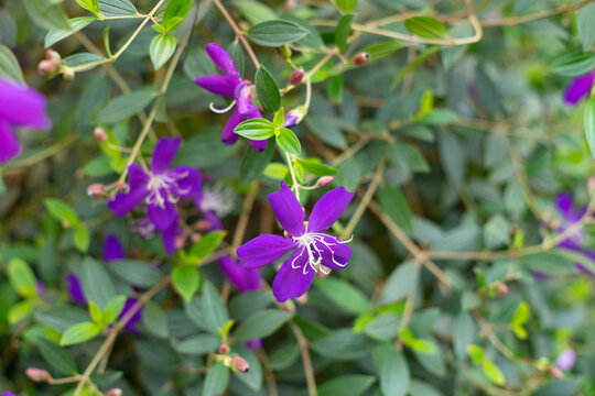 Melastomataceae are herbaceous plants, shrubs or small Melastomataceae that are annual or perennial.
 leaves of Melastomataceae are relatively distinctive, growing opposite, diagonally