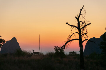 Sunset Overlook at Big Bend National Park with a Deer, in southwest Texas