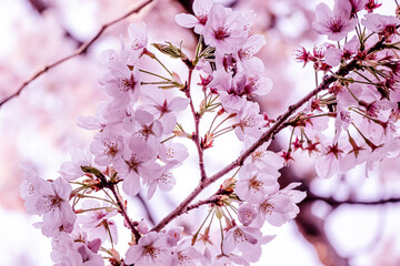 Fototapeta premium 満開の桜の花のフレーム、背景素材、バックグラウンド、バナー、ヘッダー素材、ソメイヨシノ