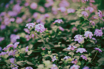  Lantana montevidensis is a low shrub that climbs if Lantana montevidensis has a support and covers the ground if it grows on soil. Lantana montevidensis consists of small, 