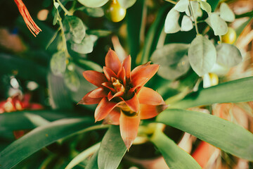 Guzmania lingulata is good in the office and outdoors,
Guzmania lingulata are formed from bracts that have bright colors and beautiful shapes. Guzmania lingulata is a tree that is easy to care