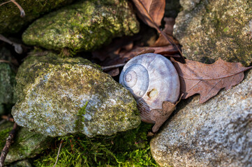 Gray snail shell with leaves among the rocks.