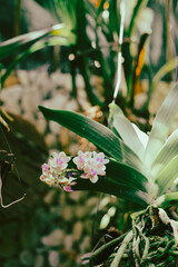 Rhynchostylis gigantea has large leaves, curved inflorescences about 20 cm long, Rhynchostylis...