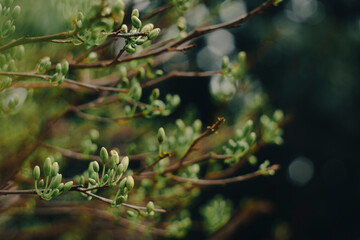Blossom Ochna integerrima of peach with drops of vietnam.Ochna integerrima (Hoa Mai) tree with lucky money.