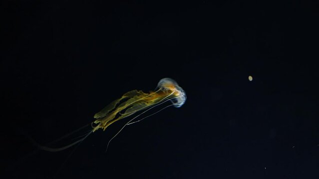 Jellyfish Gliding Through Dark Waters
