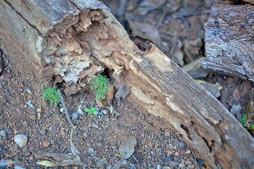 bark of a tree