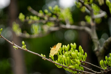 Traditional culture on Tet Holiday in Vietnam. Tet in photo mean Happy New Year and Peace. Selective focus.Ochna integerrima or ochna integerrima get bloom in the morning,Single Ochna integerrima 
