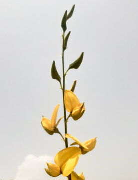 Sunn hemp plant or crotalaria juncea isolated on white background. 