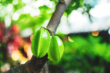 Pick it and put it in the basket,Carambola, also known as star fruit, is the fruit of Averrhoa carambola, a species of tree native to tropical Southeast Asia.Green Carambola or Star Fruit