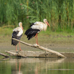 Two White Storks standing on a piece of wood