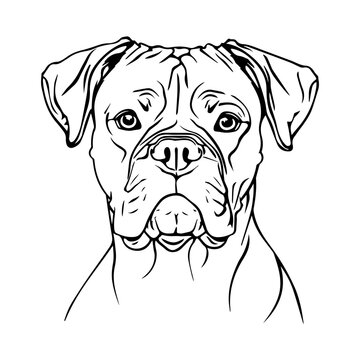 recommend clip art: Boxer dog portrait vector illustration