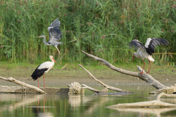 White Stork standing on a piece of wood