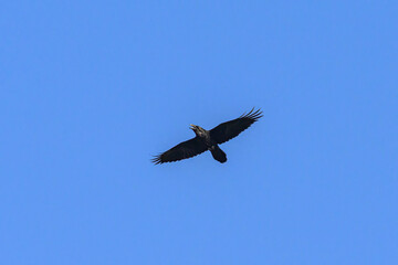 A northern raven in flight on a sunny day in summer