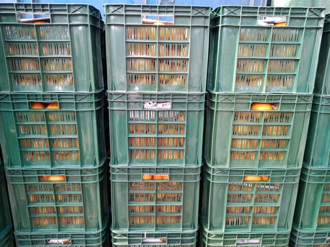 Fresh organic mandarins in plastic box during harvesting season on sunny day on farm or in garden, Plastic Basket