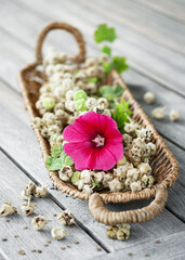 Obraz na płótnie Canvas Wicker basket full of dry brown hollyhock seed pods and red flower on a wooden garden table in late summer. (Alcea rosea) Harvested organic seeds or gardening concept.