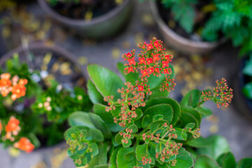Kalanchoe pinnata is a popular ornamental flower in Vietnam. Kalanchoe pinnata flowers come in many colors: red, yellow, orange, purple, white
