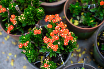 Kalanchoe pinnata is a popular ornamental flower in Vietnam. Kalanchoe pinnata flowers come in many colors: red, yellow, orange, purple, white