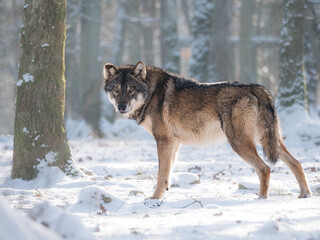 Loup gris en hiver